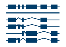 IsoSeq Icon