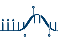 mRNA Enrichment Icon